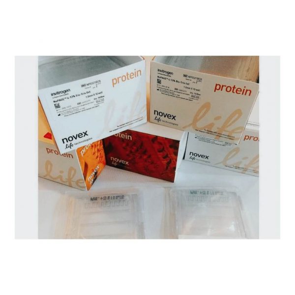 invitrogen novex Protein