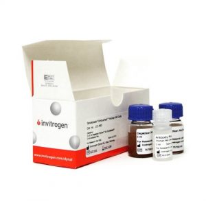 Invitrogen Antibody